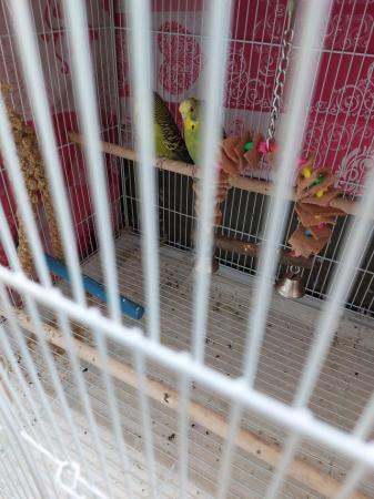 Image 5 of Large cage all accessories and food and 2 budgies
