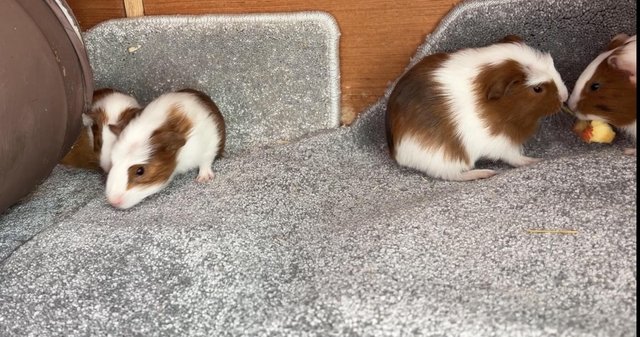 Boy and girl guinea pigs — photo 4 of 4