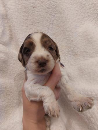Image 4 of 3 week old rare silver merle sproodle