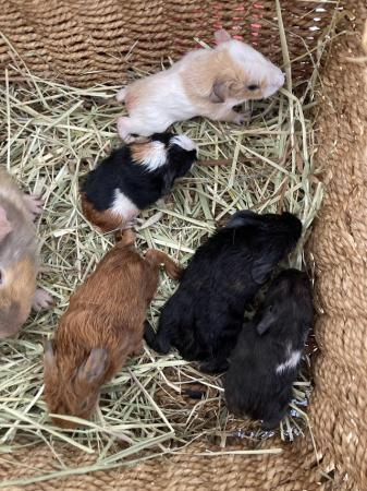 Image 3 of Lots of baby boy (boar) guinea pigs for sale