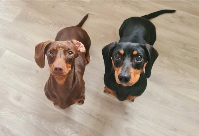 Preview of the first image of 2 female Dachshund, sausage dogs, 5 & 3 years old. Mum and d.