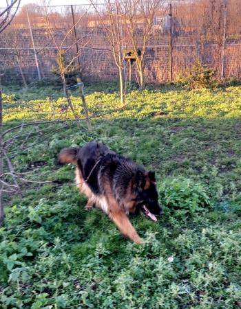 German Shepherd puppies for sale in Gloucester, Gloucestershire – 6 years old - Image 3 of 5