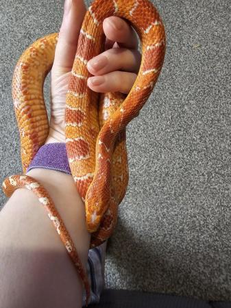 Image 5 of 3 male corn snakes needing new homes,
