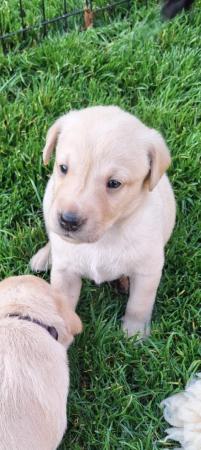 Image 11 of KC registered labrador puppies licenced breeder