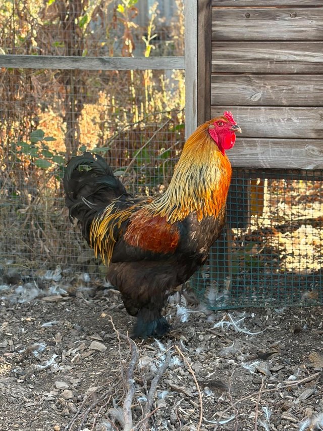 Large Brahma Cockerel -