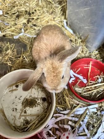 Image 3 of Mini lop bunnies for sale