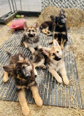 Image 1 of German Shepherd Puppies