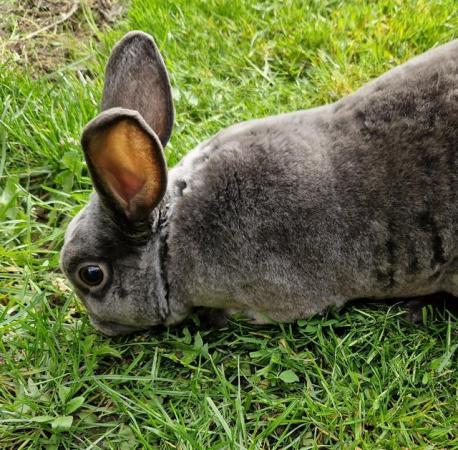 Image 2 of Mini Rex Male, approx 9mths old.  only £15.