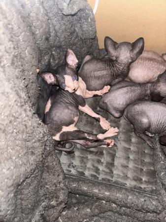 Image 25 of 5 Sphynx kittens for sale, 2 boys, 1 girl left £600 each