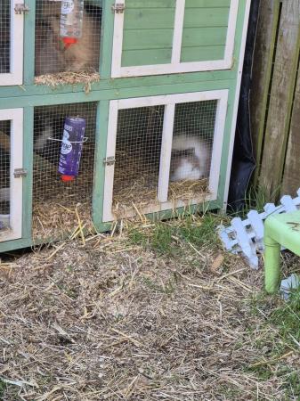 Image 4 of Baby Lion Head Rabbits Ready Now