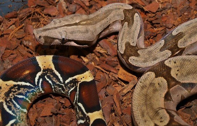 Image 6 of Suriname BCC (True red tailed boa constrictor)