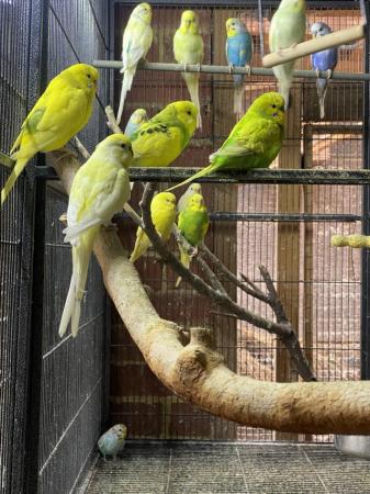 Image 6 of Baby and Young Budgies For Sale