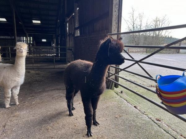 Image 5 of Black castrated halter trained male alpaca