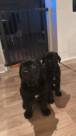Image 6 of Chunky Champion Blood Line Cane Corso Puppies