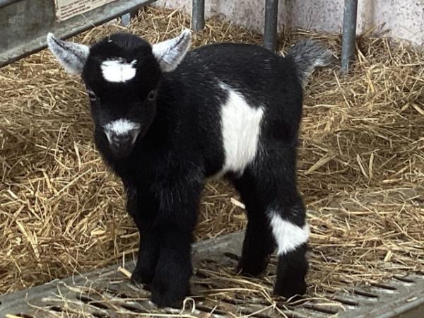Image 1 of Two little Pygmy goat wether kids