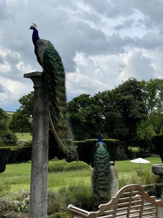 Image 3 of Beautiful Indian Blue Peacocks