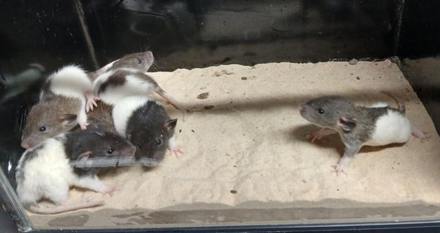 Image 16 of Baby Dumbo and Straight eared Rats