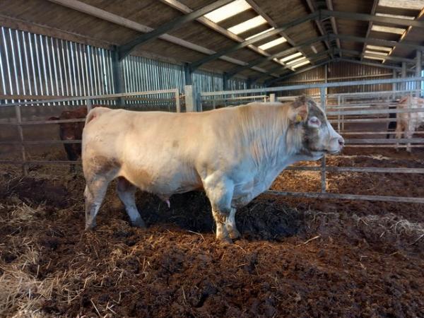 Image 2 of Pedigree charolais bull with papers