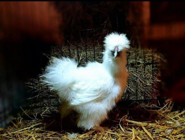 Image 2 of White Bearded Silkie Cockerel 6 months old