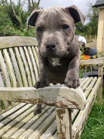 Image 27 of beautiful champion blue Staffordshire boy puppy available