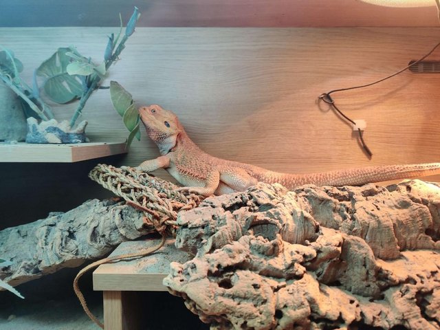Preview of the first image of 3 year old Bearded Dragon with full vivarium set up.