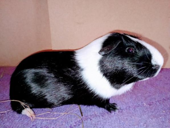 Image 4 of Dutch Guinea Pig boars for sale
