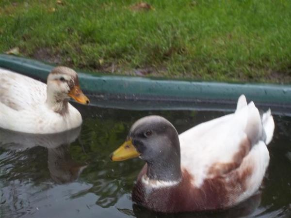 Image 13 of QUALITY CALL DUCK HATCHING EGGS AVAILABLE £3 EACH