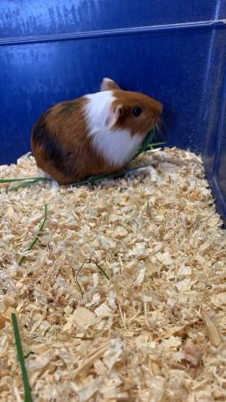 Image 1 of Baby female Guinea pig for sale
