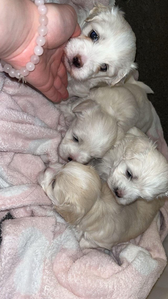 Preview of the first image of 8 week old vaccinated and microchipped Maltese puppies.