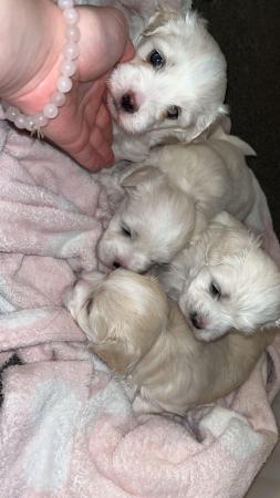 Image 1 of 8 week old vaccinated and microchipped Maltese puppies