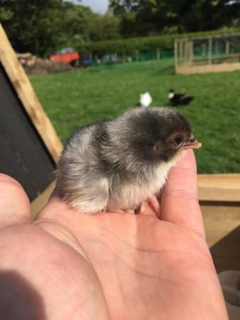 Image 1 of Day old French copper maran chicks black blue