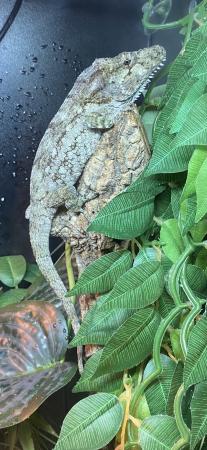 Image 2 of Male and female Cuban false Chameleons for sale
