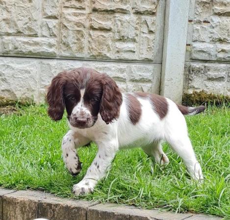 Image 4 of Cocker spaniels pups *READY NOW*