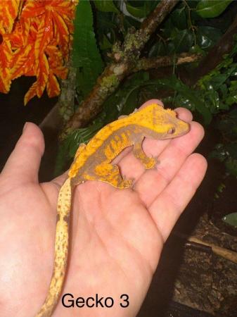 Image 6 of Crested Geckos for sale collection from Chingford.