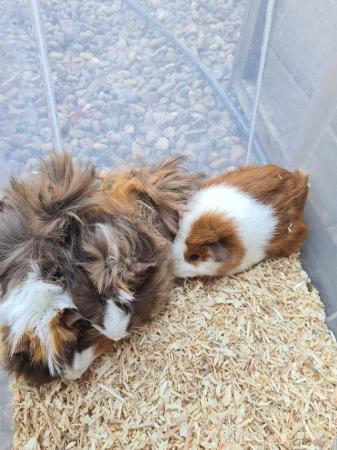 Image 3 of Adorable baby Guineapig's for sale.