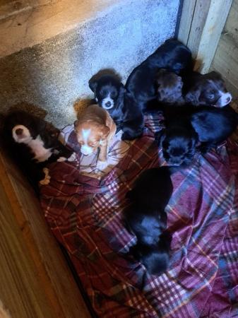 Image 5 of 6 week old cocker spaniel puppies working dogs and pets