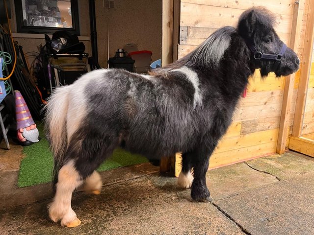 Preview of the first image of Stunning Blue & White SPSBS Reg Miniature Shetland Colt.