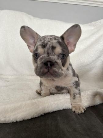 Image 5 of French bulldog puppies for sale