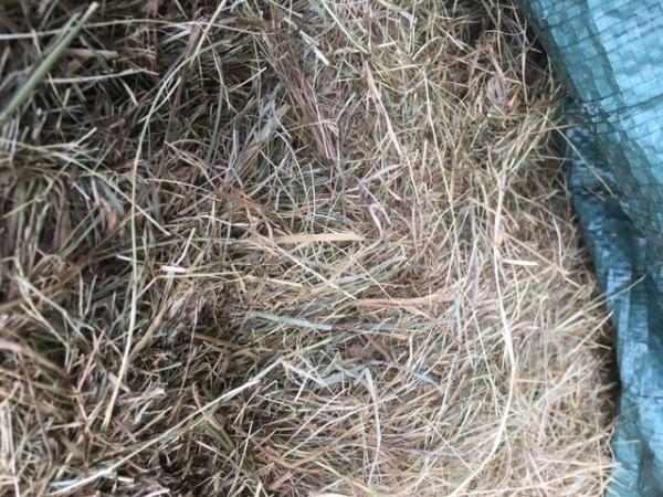 Image 1 of 30 bales last year's hay for sale £4.50 each