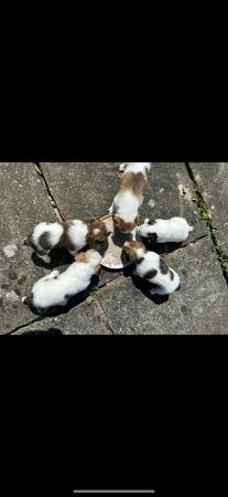 Image 11 of 4 weeks 6 days old . Jack-shitzu puppies . 3 girls 2 boys