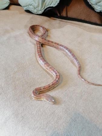Image 3 of 3 year old female corn snake........