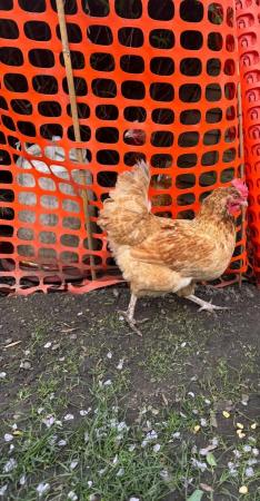 Image 1 of Beautiful Laying Mixed Breed Chicken