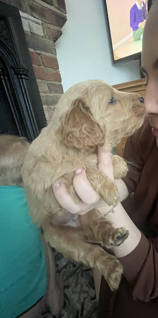 Preview of the first image of Miniature golden doodles 1 boy remaining.