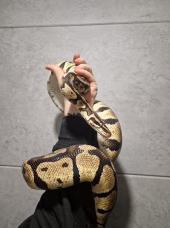 Image 2 of Yellow belly royal python