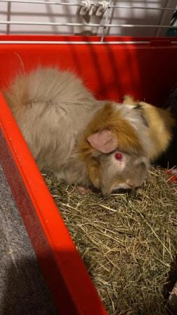 Image 3 of 2 male Guinea pigs for rehoming