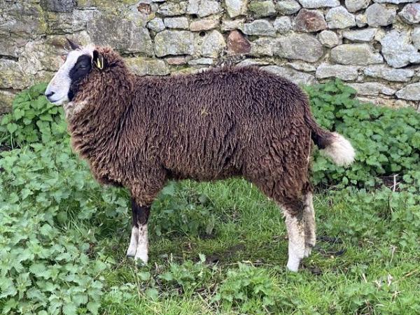 Image 3 of Zwartbles x polled Dorset ewe lambs