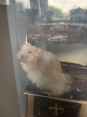 Image 5 of Ten month Syrian Hamster