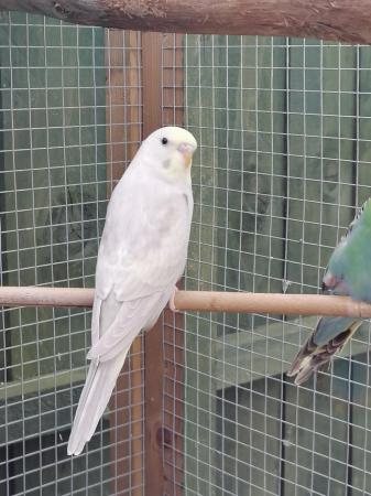 Image 7 of Young budgies, budgerigars, easily hand tamed