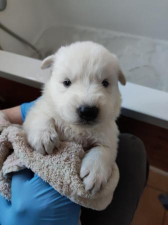 Image 6 of KC White Swiss Shepherds *Available May* *Reduced*
