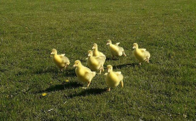 Image 4 of Large Embden goslings for sale